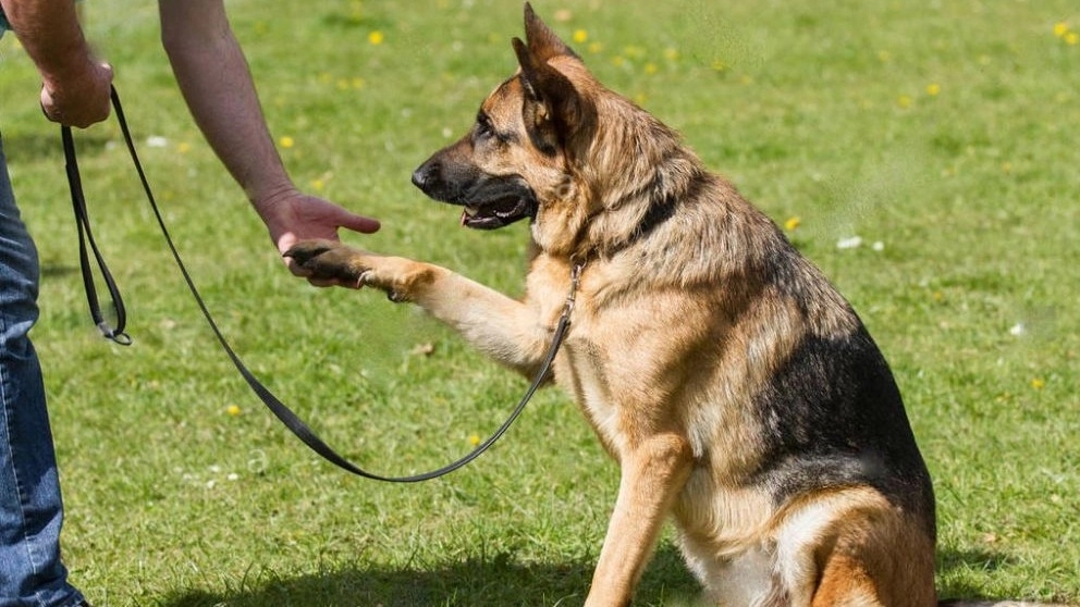 هیرو k9
