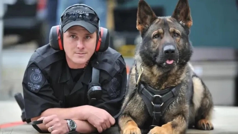 Police dog breeds and their amazing service