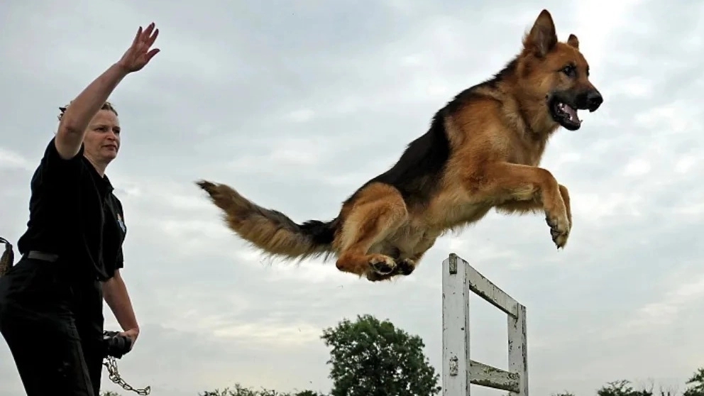 Bir polis köpeğinin önemli özellikleri