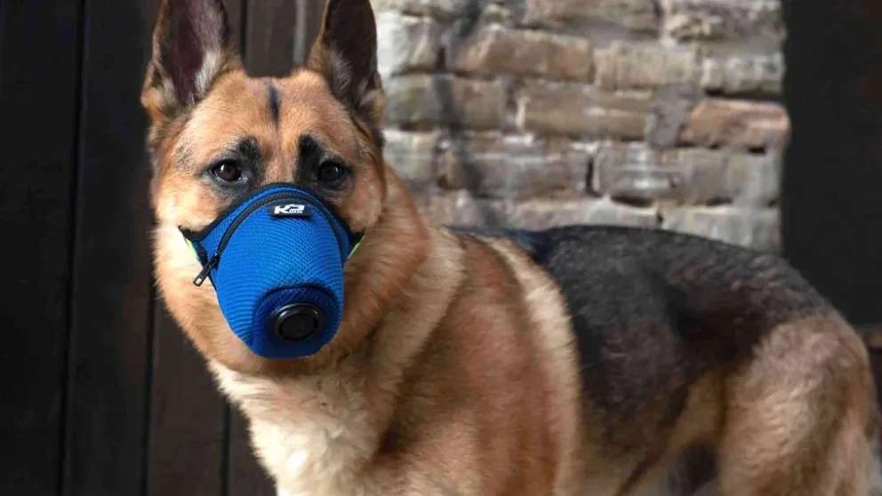 Kahraman k9