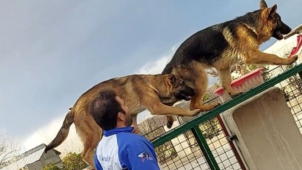 هیرو k9