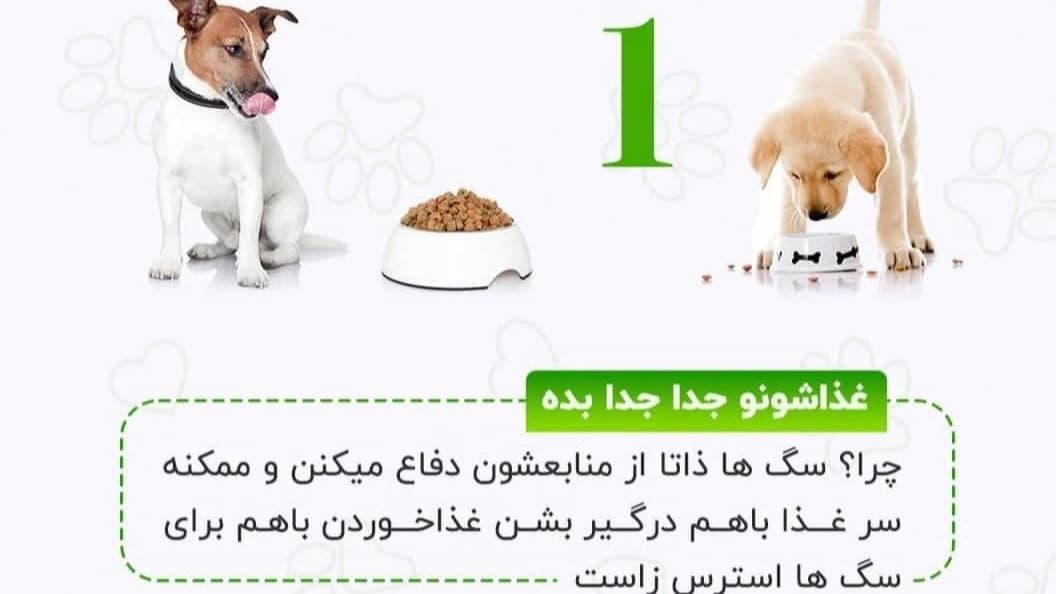 نکات لازم در مورد نگه داری از سگ ها