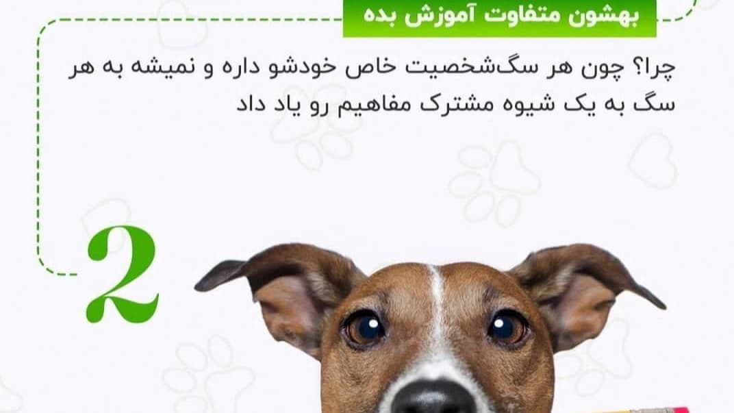 نکات لازم در مورد نگه داری از سگ ها