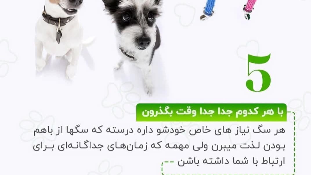 نکات لازم در مورد نگه داری از سگ ها