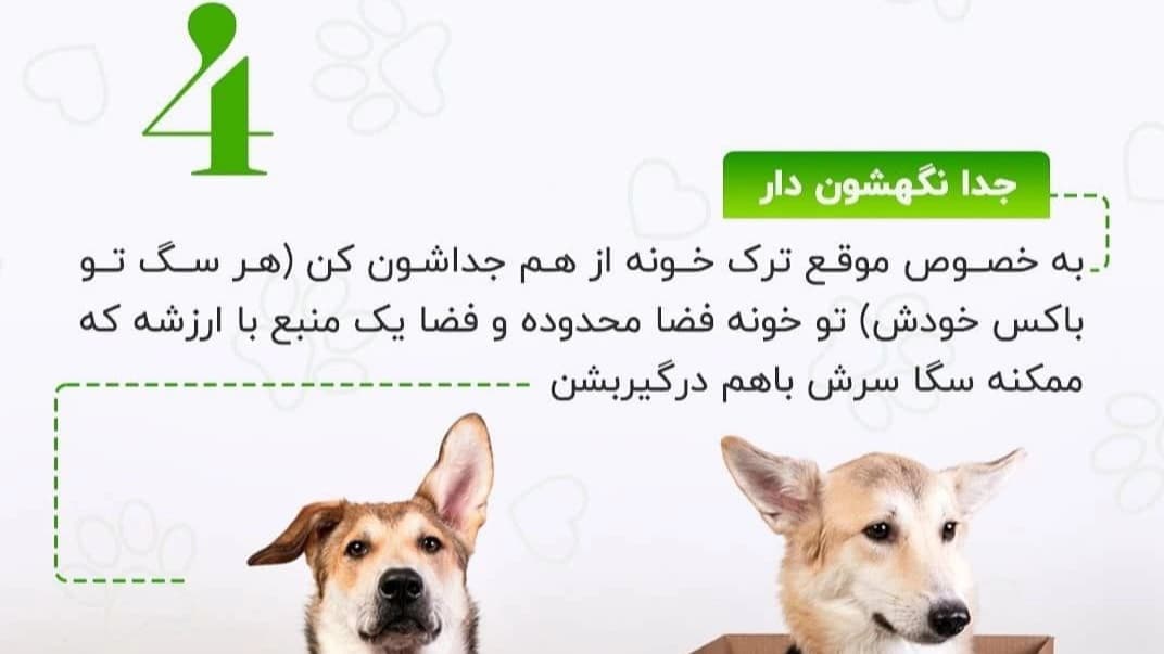 نکات لازم در مورد نگه داری از سگ ها