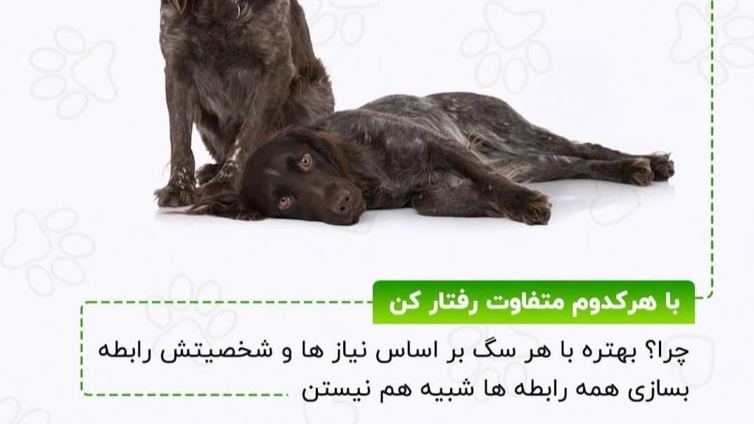 نکات لازم در مورد نگه داری از سگ ها